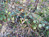 A wee robin near the Bruce's Stone car park