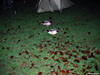 After dark, the terrifying killer ducks emerge