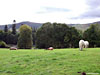 One of the horses finally moved just as we were beginning to wonder if they were dead after all
