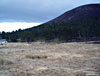 Shed-loads of deer at Luibeg