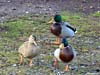 A killer duck training facility just outside Braemar
