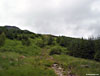 The path out the forest on the way to Creag an Fhithich