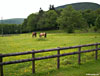 Cuddies by the road to Hearthstane farmhouse