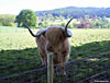 Hamish the coo at Kilmahog en route to Glencoe