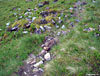 A wee deer on the path to Coire an Lochain