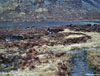 Dubh Lochan