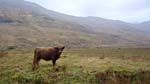 A wet coo