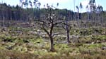 A horror-movie tree in Glengarry Forest