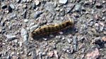 A hairy wee caterpillar
