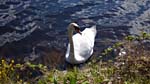 A swan on the canal