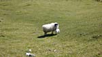Sheeps