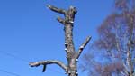 Weird fungus on a tree