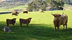 Highland Coos and a couple of Labradoodles