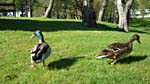 Ducks at the camp site in Braemar