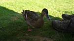 Another duck