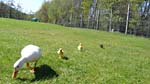 Mother and ducklings