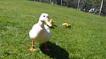 Mother and ducklings