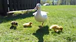 One-legged duck