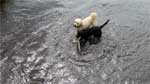 Dugs wi' a stick in the River Carron