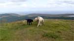 Dugs on Meikle Bin summit
