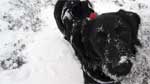 A frozen wee dug