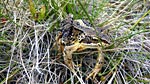 A wee Drumochter frog