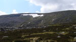 Those tiny wee brown dots are deer cooling down on the snow patch