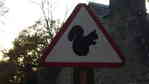 Didn't see any squirrels - here's a signpost though
