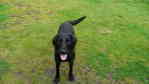 Stick-mad dug
