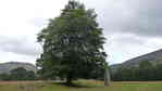 Good-looking tree by a forlorn chimney stack
