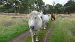 No sugarcubes equals disappointed horses
